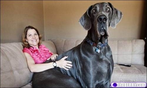 Bộ sưu tập ảnh về 21 chú chó khổng lồ chẳng biết mình bự cỡ nào 2