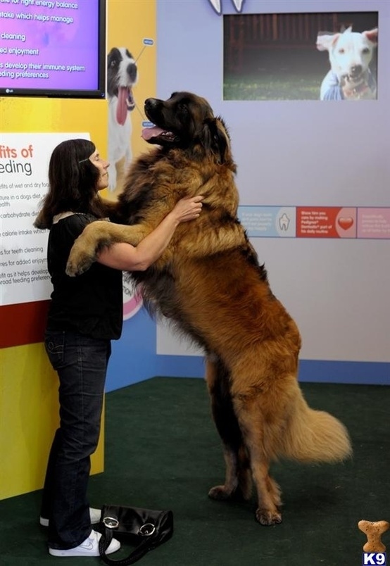 Bộ sưu tập ảnh về 21 chú chó khổng lồ chẳng biết mình bự cỡ nào 5