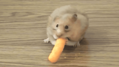 Chùm ảnh 19 chú chuột Hamster ngộ nghĩnh "tâm sự" về chuyện ăn uống  7