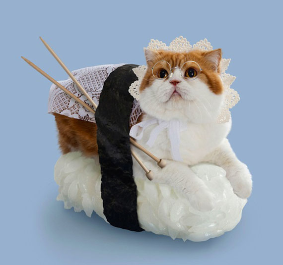 Chùm ảnh ngộ nghĩnh của 14 chú mèo tự nghĩ mình là... Sushi 8