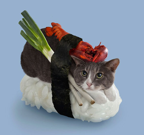 Chùm ảnh ngộ nghĩnh của 14 chú mèo tự nghĩ mình là... Sushi 9