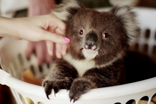 Chân dung 25 sinh vật dễ thương nhất tới từ Australia 22
