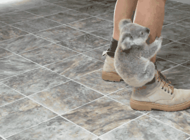 Ch&acirc;n dung 25 sinh vật dễ thương nhất tới từ Australia 4