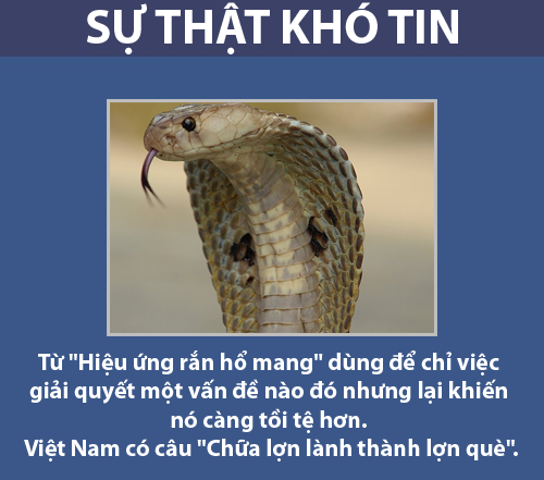 Hiệu ứng rắn hổ mang 1