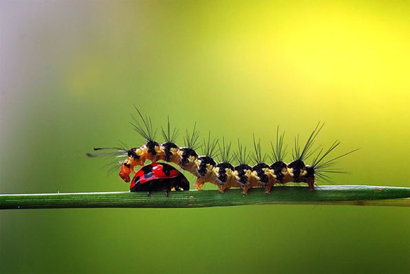 Chùm ảnh bạn thân của côn trùng, động vật cực đẹp 1