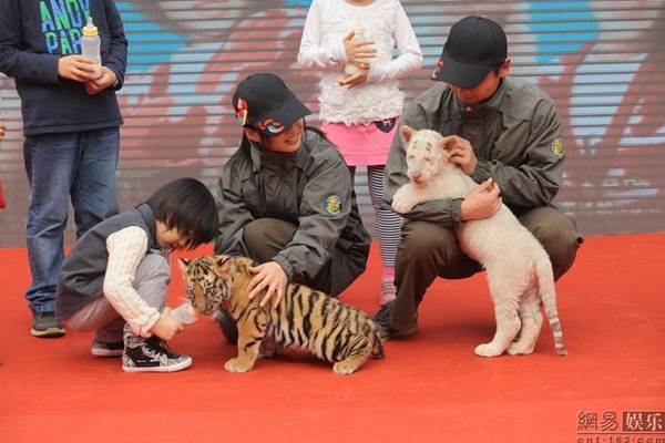 Con trai Lâm Chí Dĩnh bạo dạn cho hổ con uống sữa 2