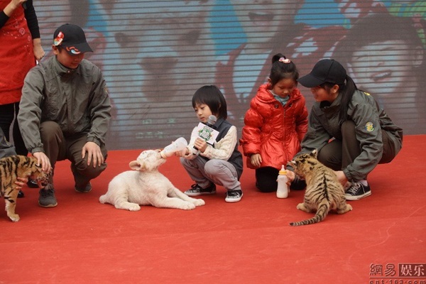 Con trai Lâm Chí Dĩnh bạo dạn cho hổ con uống sữa 3