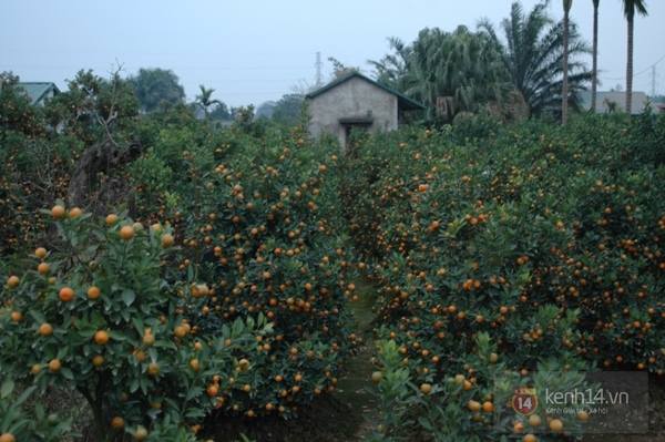 nguoi-ha-noi-lo-se-khong-co-hoa-dao-choi-tet