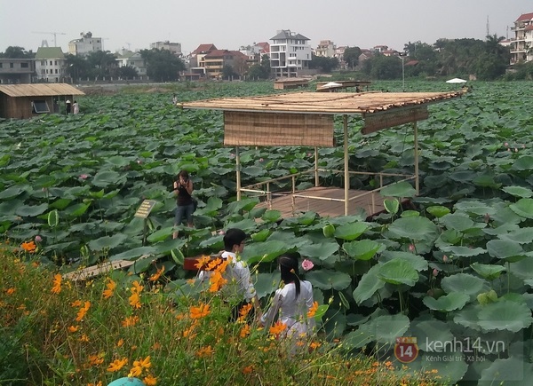 Kiếm hàng triệu đồng mỗi ngày từ dịch vụ chụp ảnh hoa sen ở hồ Tây 7