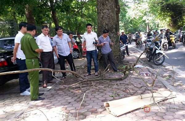 Hà Nội: Đi xe đạp trên đường, cành cây rơi trúng đầu tử vong 1