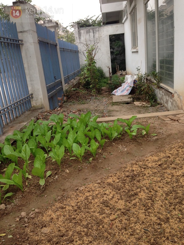 Biệt thự hàng tỉ đồng ở Hà Nội dùng để nuôi gà, trồng rau, thu mua sắt vụn 9