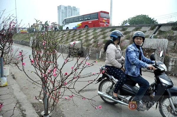 Hoa đào rực rỡ xuống phố, Tết về sớm ở Thủ đô Hà Nội 6