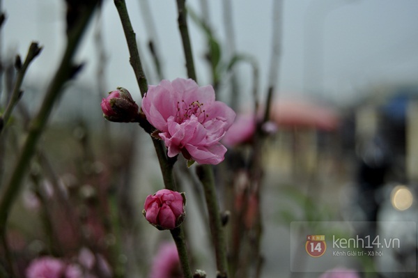 Hoa đào rực rỡ xuống phố, Tết về sớm ở Thủ đô Hà Nội 10