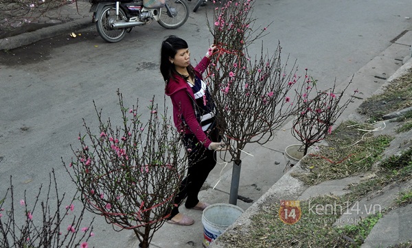 Hoa đào rực rỡ xuống phố, Tết về sớm ở Thủ đô Hà Nội 12