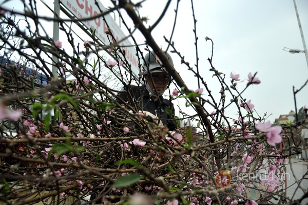 Hoa đào rực rỡ xuống phố, Tết về sớm ở Thủ đô Hà Nội 16