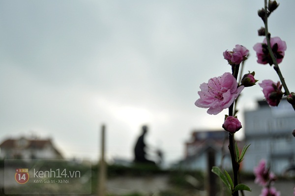 Hoa đào rực rỡ xuống phố, Tết về sớm ở Thủ đô Hà Nội 18