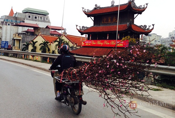 Hoa đào rực rỡ xuống phố, Tết về sớm ở Thủ đô Hà Nội 1