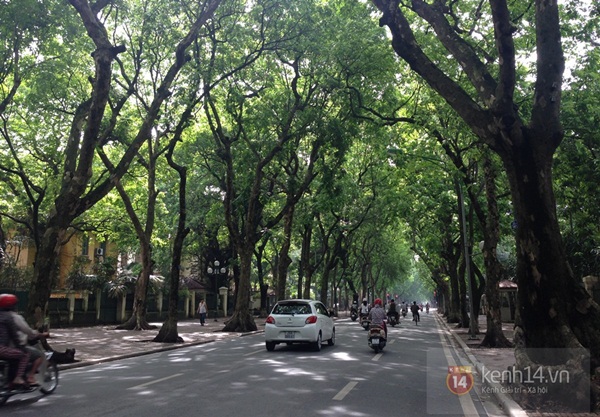 Người Hà Nội lo sợ nhìn nhiều cây xanh chờ gãy đổ trên đường phố 11