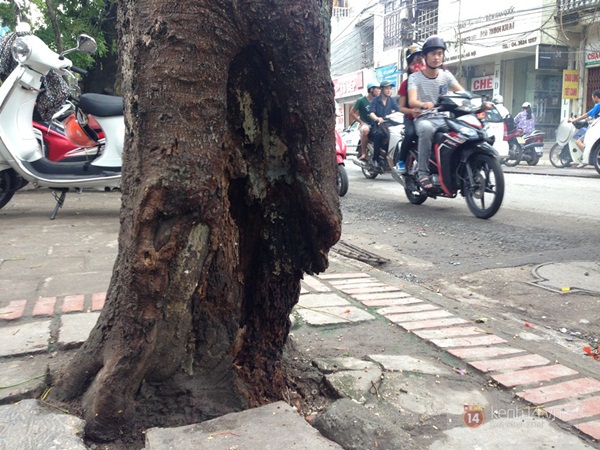 Người Hà Nội lo sợ nhìn nhiều cây xanh chờ gãy đổ trên đường phố 10