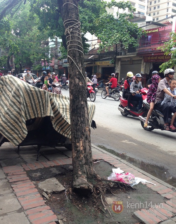 Người Hà Nội lo sợ nhìn nhiều cây xanh chờ gãy đổ trên đường phố 9