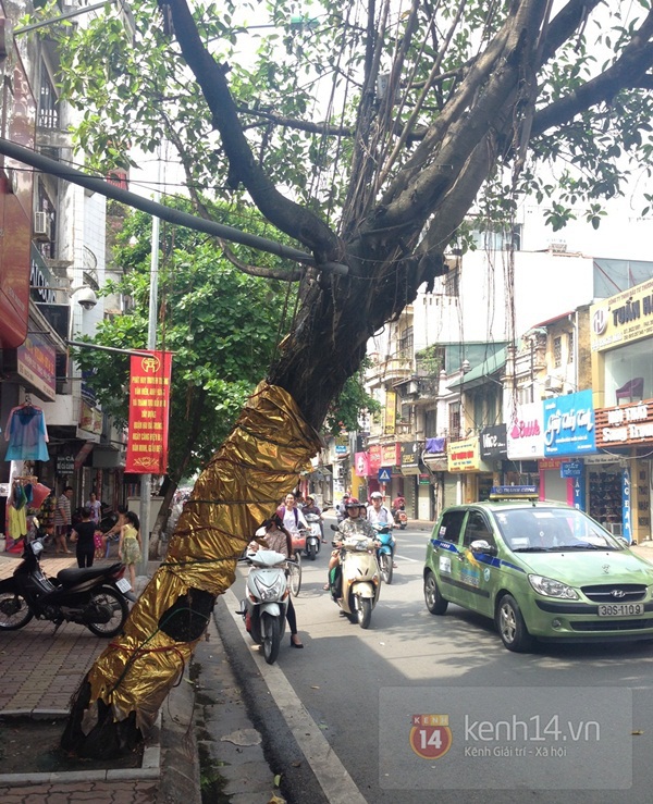 Người Hà Nội lo sợ nhìn nhiều cây xanh chờ gãy đổ trên đường phố 7