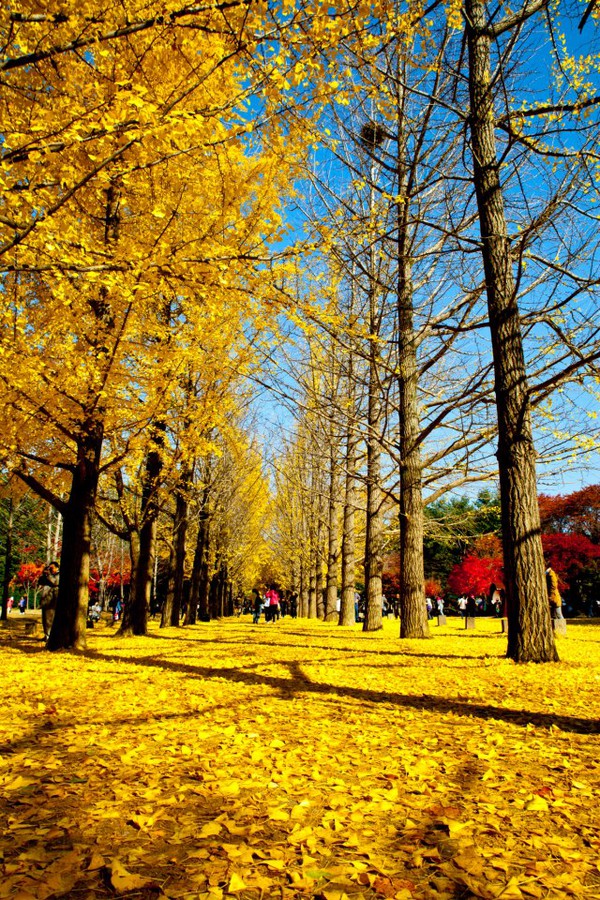 Ngắm lá vàng mùa thu tuyệt đẹp tại nơi quay bộ phim "Bản tình ca mùa đông" 5