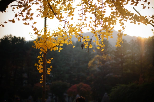 Ngắm lá vàng mùa thu tuyệt đẹp tại nơi quay bộ phim "Bản tình ca mùa đông" 11