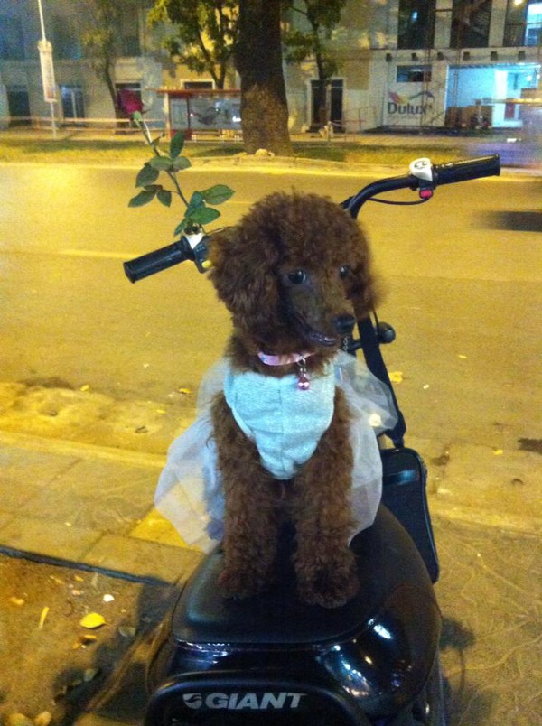 Hà Nội: Phẫn nộ câu chuyện chú chó vô cớ bị đánh tàn nhẫn đến chết 7