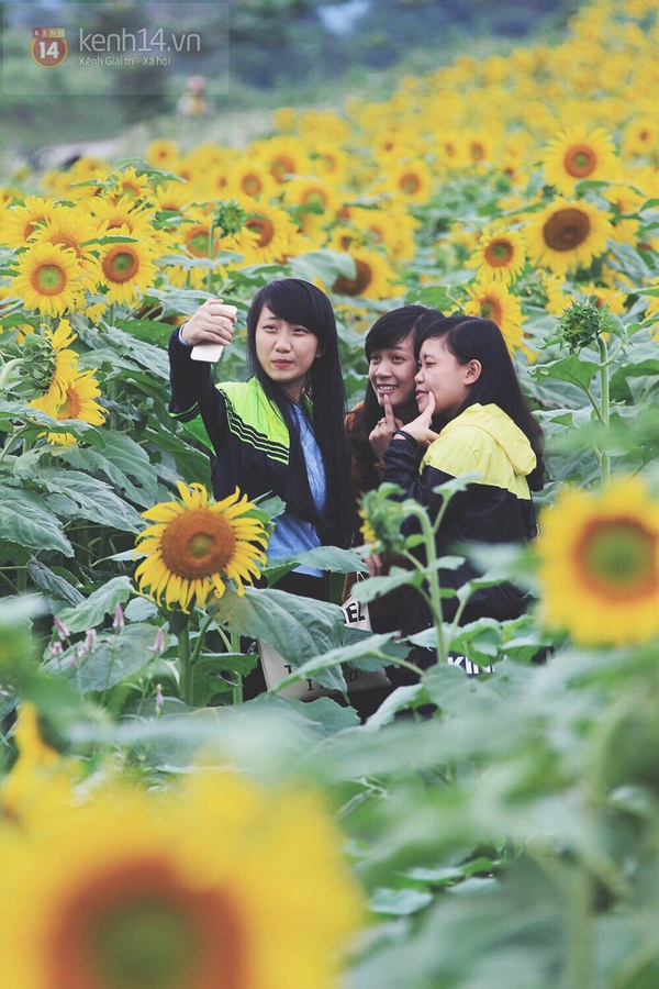 Cánh đồng hoa hướng dương “độc nhất vô nhị” ở Nghệ An gây sốt giới trẻ 7