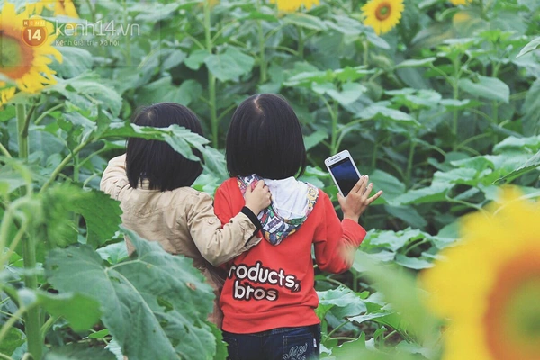 Cánh đồng hoa hướng dương “độc nhất vô nhị” ở Nghệ An gây sốt giới trẻ 8