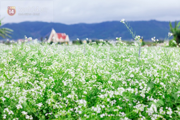 Chùm ảnh: Ngắm mùa hoa ban, hoa cải trắng đẹp mê mẩn ở Đà Lạt 1
