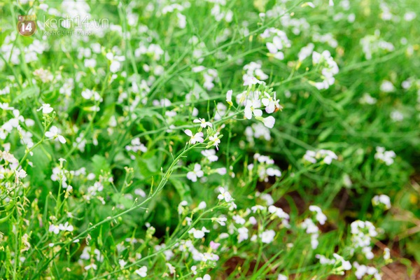 Chùm ảnh: Ngắm mùa hoa ban, hoa cải trắng đẹp mê mẩn ở Đà Lạt 4