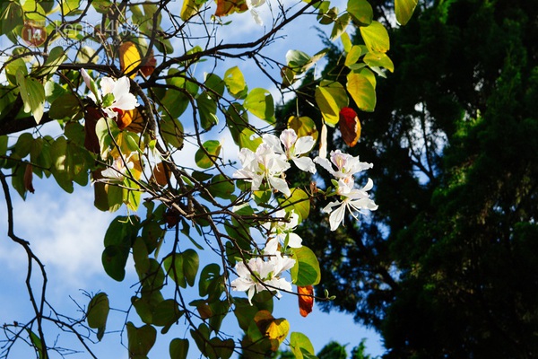 Chùm ảnh: Ngắm mùa hoa ban, hoa cải trắng đẹp mê mẩn ở Đà Lạt 13