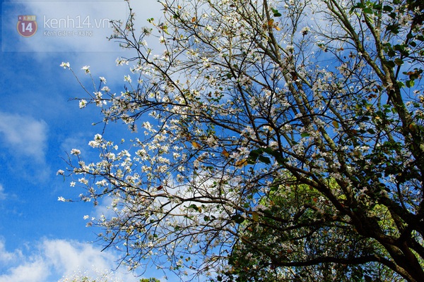 Chùm ảnh: Ngắm mùa hoa ban, hoa cải trắng đẹp mê mẩn ở Đà Lạt 14
