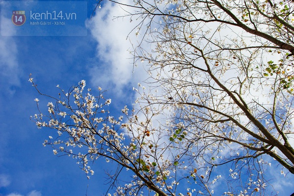 Chùm ảnh: Ngắm mùa hoa ban, hoa cải trắng đẹp mê mẩn ở Đà Lạt 16