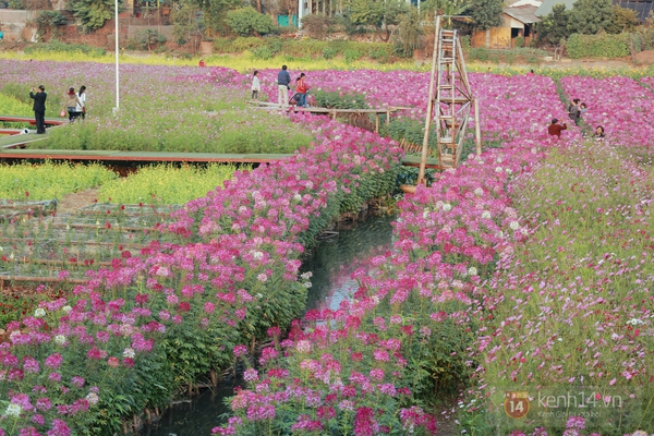Ngất ng&acirc;y sắc t&iacute;m thung lũng hoa b&ecirc;n Hồ T&acirc;y 6