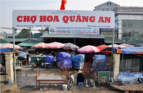 Hà Nội: Đào Nhật Tân giá gần nửa triệu ra phố đón Tết Dương lịch  1
