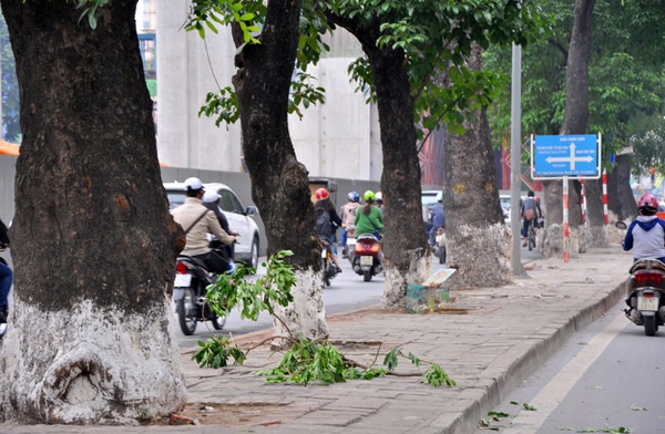 Hà Nội: Gần 100 cây xà cừ cổ trên đường Nguyễn Trãi bị đốn hạ  1