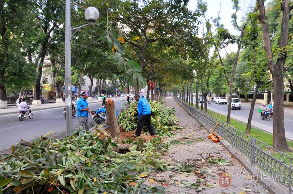 Hà Nội: Hàng loạt cây xanh trên đường Kim Mã được cắt bỏ và thay thế  1