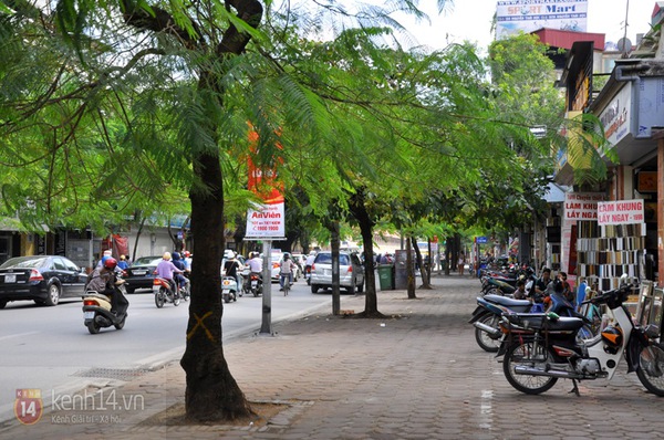 Hà Nội: Hàng loạt cây xanh trên đường Kim Mã được cắt bỏ và thay thế  11