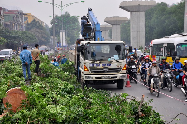 Hà Nội: Gần 100 cây xà cừ cổ trên đường Nguyễn Trãi bị đốn hạ  10