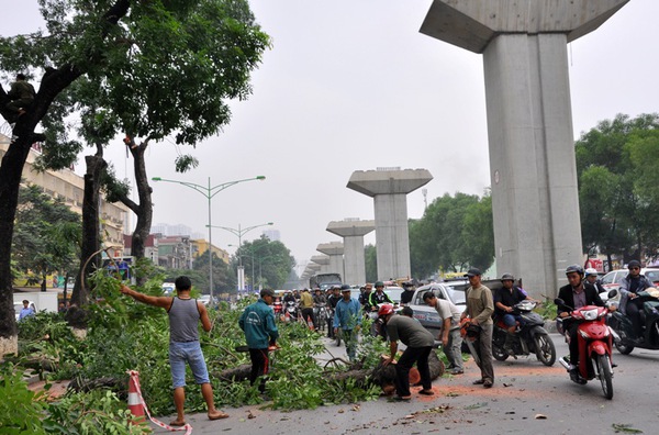Hà Nội: Gần 100 cây xà cừ cổ trên đường Nguyễn Trãi bị đốn hạ  11