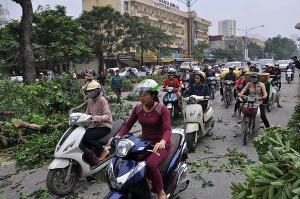 Hà Nội: Gần 100 cây xà cừ cổ trên đường Nguyễn Trãi bị đốn hạ  12