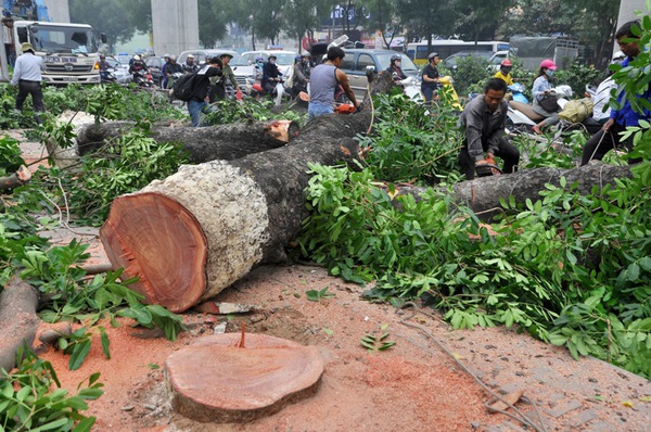 Hà Nội: Tiếp tục chặt hạ, thay thế gần 300 cây xanh trên đường Nguyễn Trãi 2