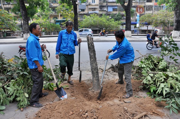 Hà Nội: Hàng loạt cây xanh trên đường Kim Mã được cắt bỏ và thay thế  2