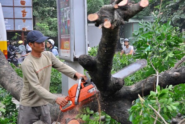 Hà Nội: Gần 100 cây xà cừ cổ trên đường Nguyễn Trãi bị đốn hạ  3