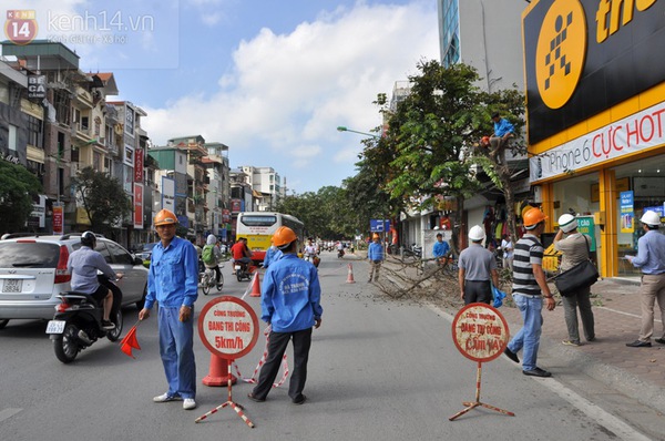 Hà Nội: Hàng loạt cây xanh trên đường Kim Mã được cắt bỏ và thay thế  4