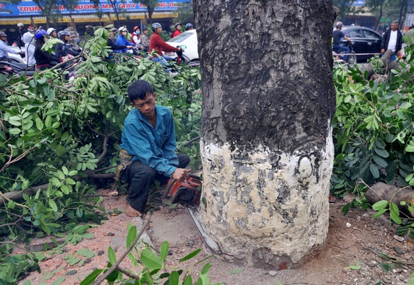 Hà Nội: Gần 100 cây xà cừ cổ trên đường Nguyễn Trãi bị đốn hạ  4