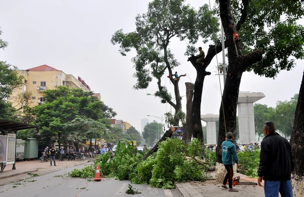 Hà Nội: Gần 100 cây xà cừ cổ trên đường Nguyễn Trãi bị đốn hạ  5