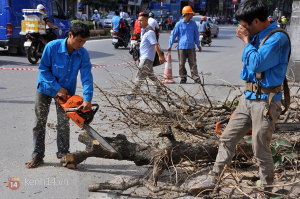 Hà Nội: Hàng loạt cây xanh trên đường Kim Mã được cắt bỏ và thay thế  6